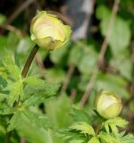 Trollius europaeus