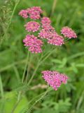 Achillea millefolium