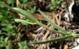 Lychnis samojedorum