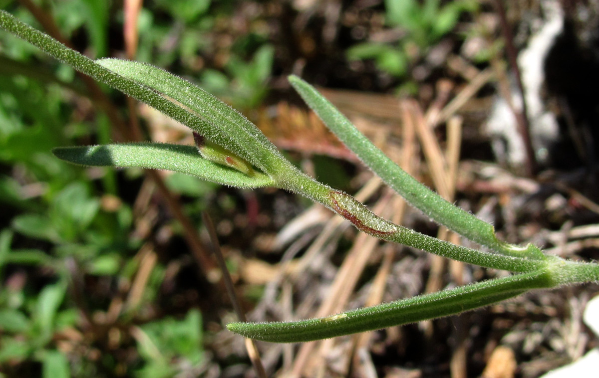 Изображение особи Lychnis samojedorum.