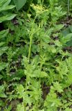 Pastinaca sativa. Цветущее растение. Германия, г. Дюссельдорф, Ботанический сад университета. 02.06.2014.