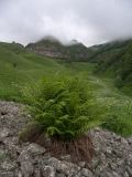 Athyrium filix-femina