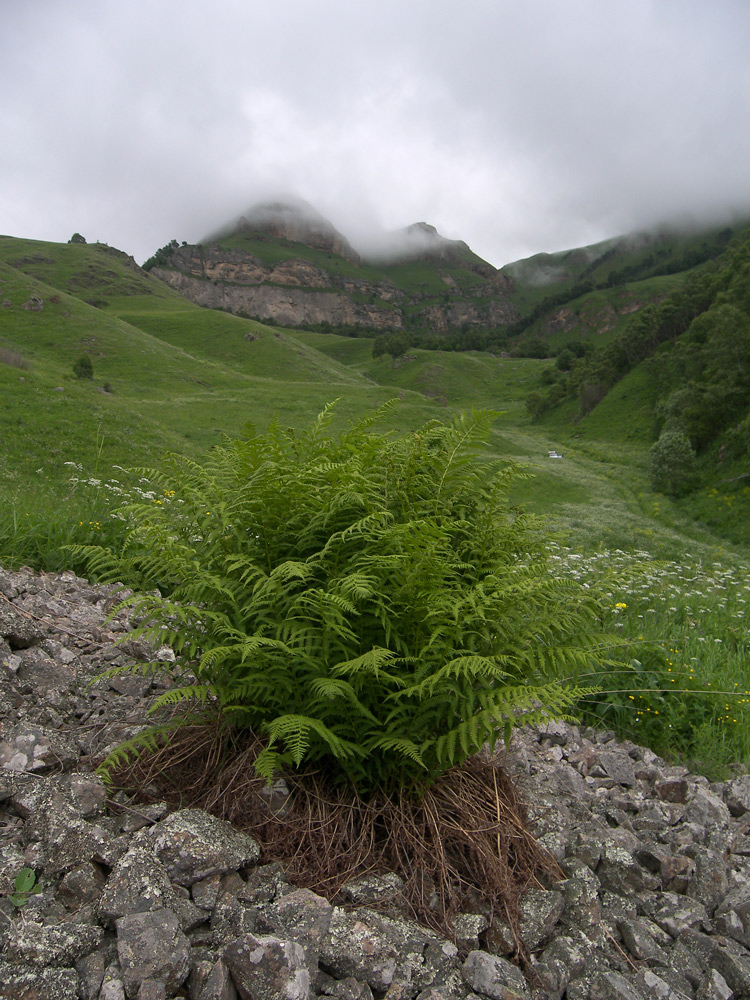 Изображение особи Athyrium filix-femina.