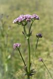 Valeriana officinalis