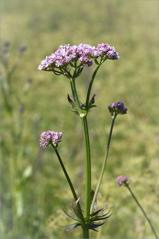 Изображение особи Valeriana officinalis.