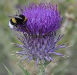 Image of taxon representative. Author is Роланд Цандекидис