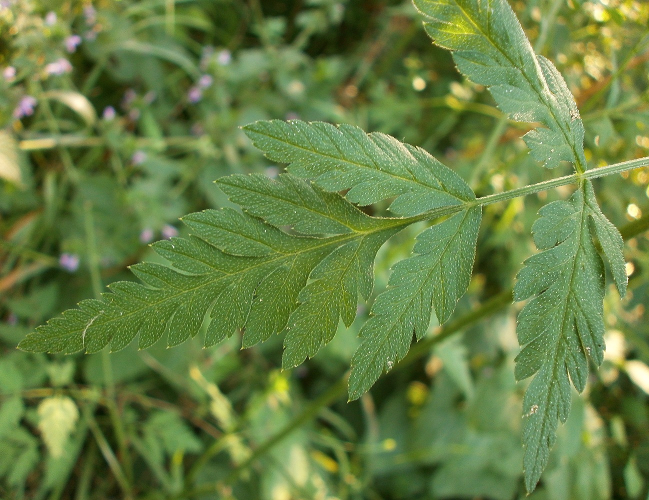 Image of Torilis japonica specimen.