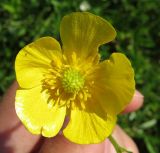 Ranunculus polyanthemos