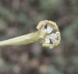 Silene bupleuroides