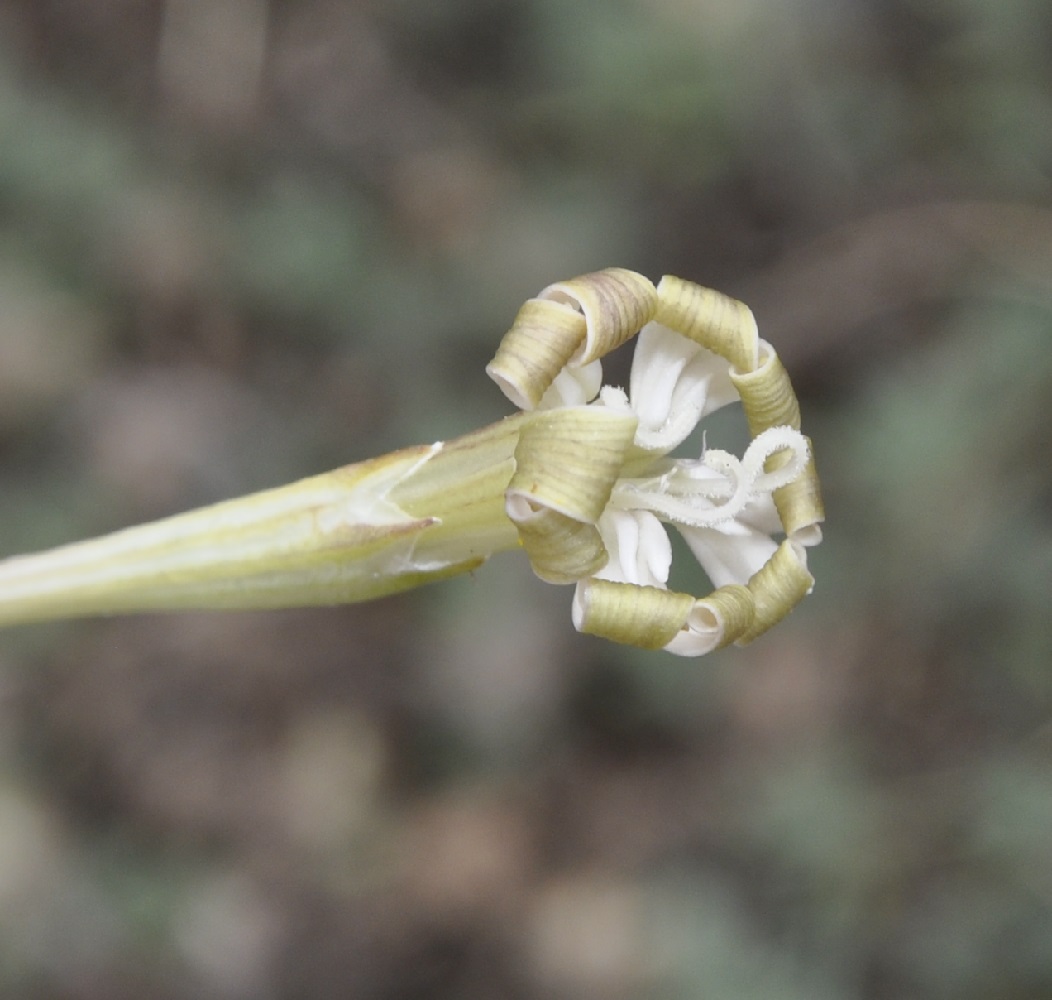 Изображение особи Silene bupleuroides.