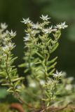 Sedum hispanicum