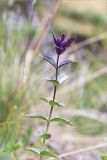 Bartsia alpina