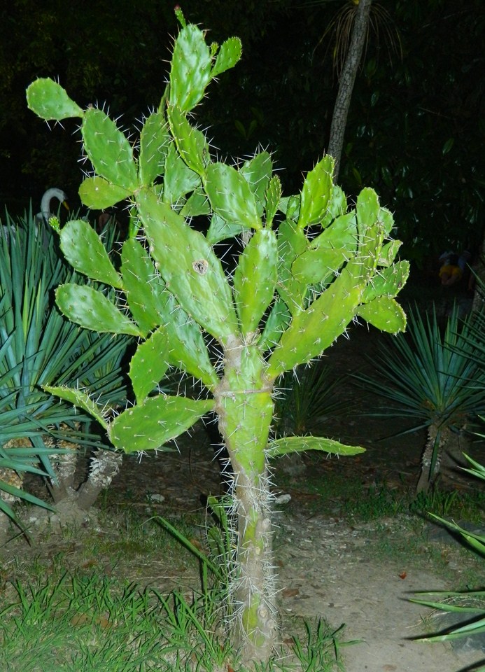 Image of genus Opuntia specimen.