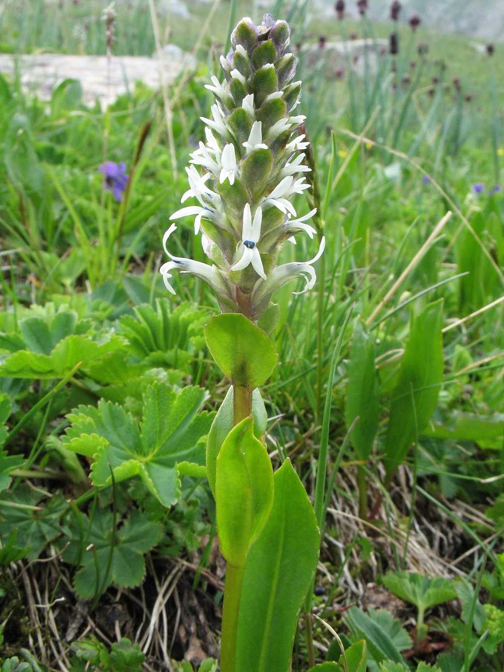 Image of Lagotis integrifolia specimen.