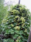 Humulus lupulus
