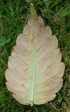 Zelkova serrata. Опавший лист, принимающий осеннюю окраску (нижняя сторона). Германия, г. Дюссельдорф, Ботанический сад университета. 05.09.2014.