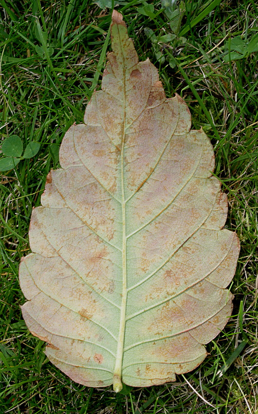 Image of Zelkova serrata specimen.