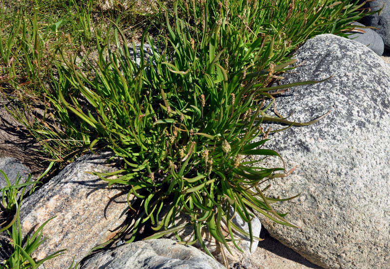 Изображение особи Plantago maritima.