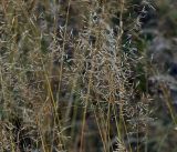 genus Agrostis. Верхушки плодоносящих растений. Московская обл., Раменский р-н, окр. ж.-д. платформы Хрипань, залежь. 12.08.2014.