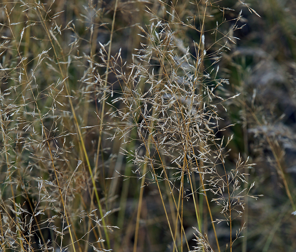 Изображение особи род Agrostis.