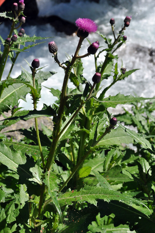 Изображение особи Cirsium uliginosum.