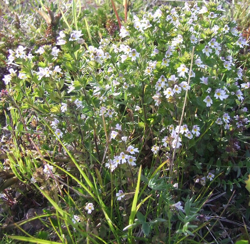 Image of Euphrasia brevipila specimen.