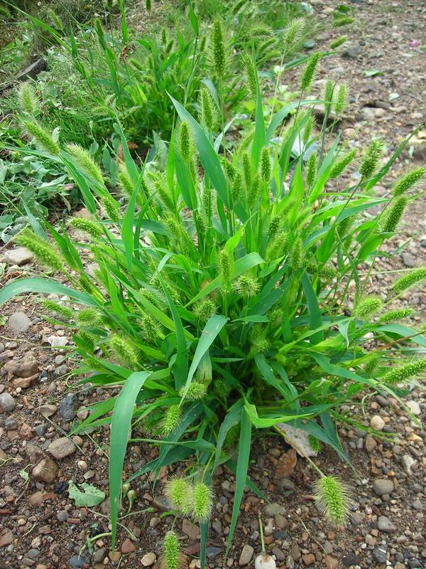Изображение особи Setaria viridis.