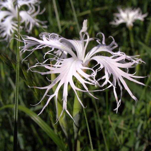 Image of Dianthus superbus specimen.