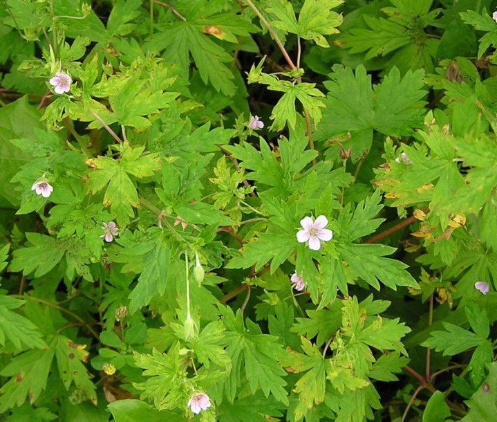 Image of Geranium sibiricum specimen.