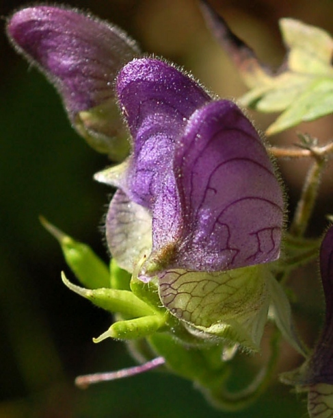 Изображение особи Aconitum stoloniferum.