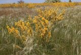 Chamaecytisus ruthenicus