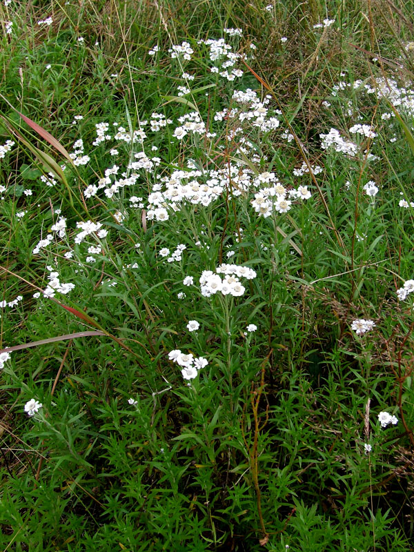 Изображение особи Achillea ptarmica.