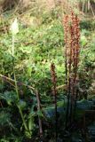 Orobanche pallidiflora