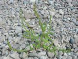 Atriplex subcordata. Растение на галечном пляже. Приморье, Кавалеровский р-н, окр. бухты Зеркальная, берег моря. 02.09.2006.