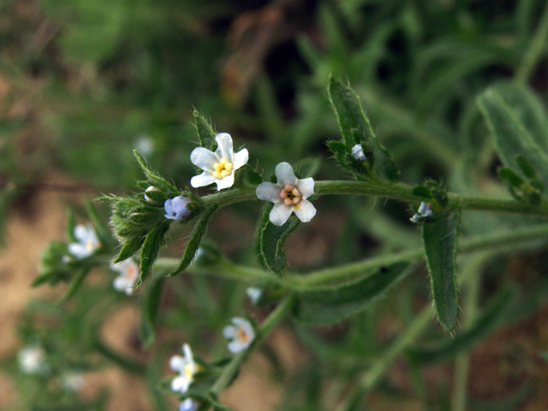 Image of Lappula microcarpa specimen.