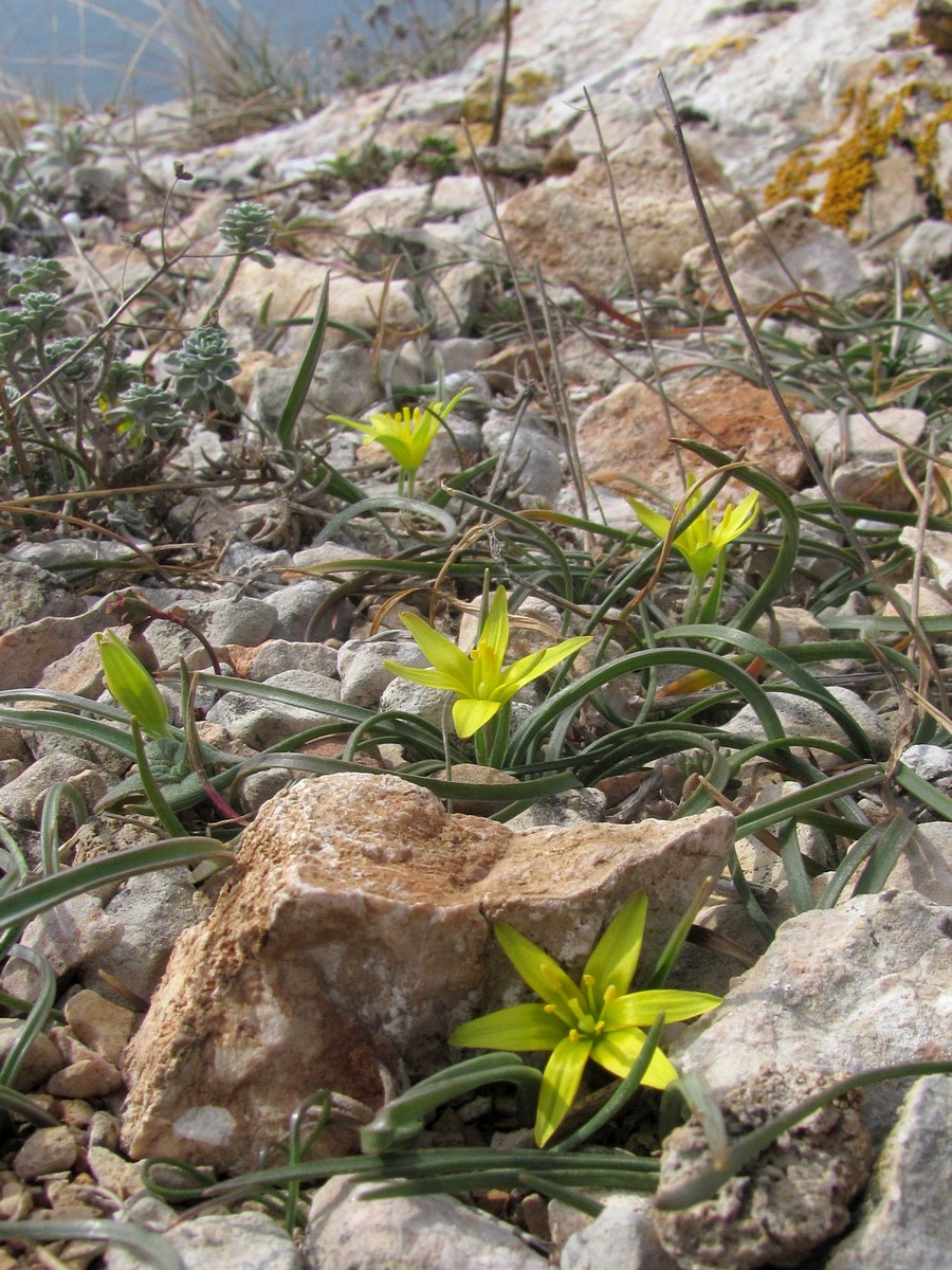 Image of Gagea transversalis specimen.