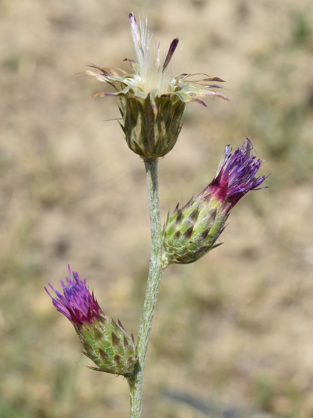 Image of Carduus arabicus specimen.