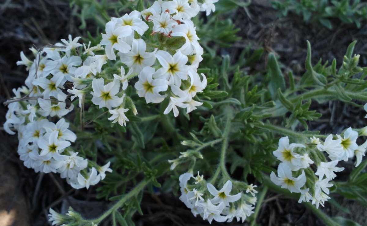 Изображение особи Argusia rosmarinifolia.