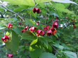 Euonymus maximowiczianus. Ветви со вскрывшимися плодами. Санкт-Петербург, парк Ботанического института РАН. 12.09.2015.