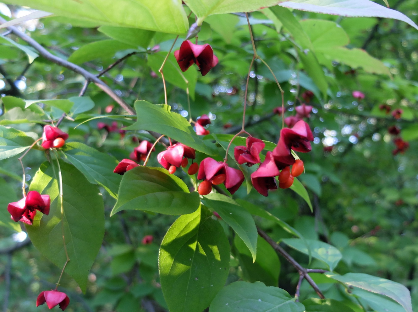 Изображение особи Euonymus maximowiczianus.