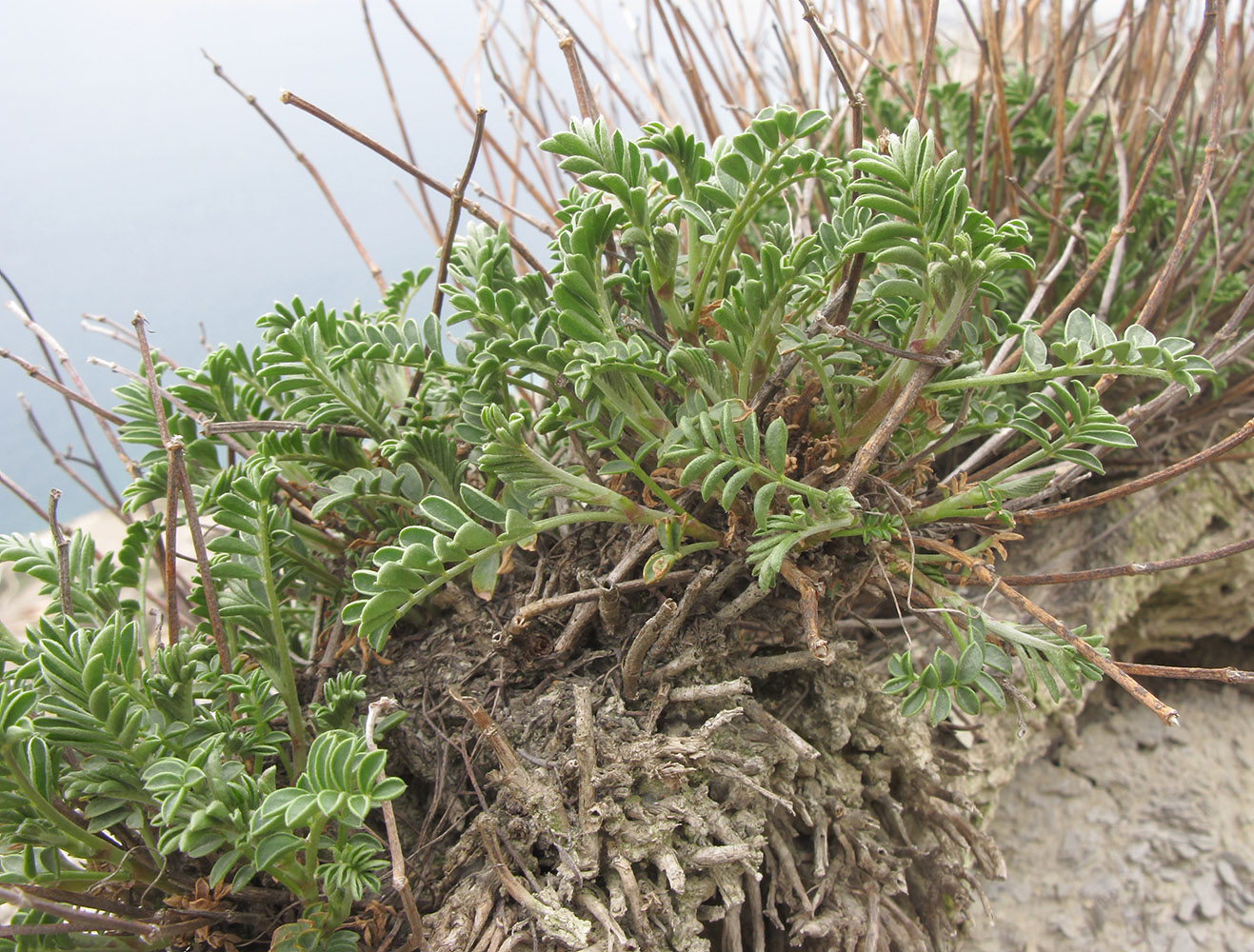 Image of Hedysarum tauricum specimen.