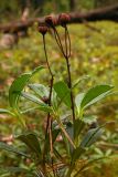 Chimaphila umbellata