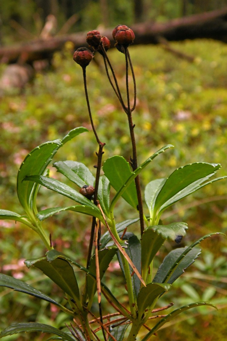 Изображение особи Chimaphila umbellata.