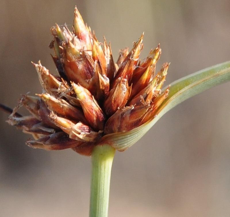 Изображение особи Cyperus capitatus.