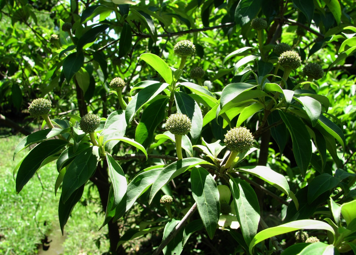 Изображение особи Cynoxylon capitatum.