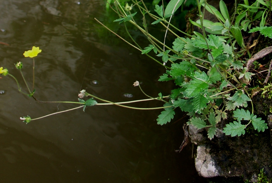 Image of Potentilla kuznetzowii specimen.