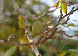 Pongamia pinnata. Часть ветви с незрелым плодом. Андаманские острова, остров Лонг, опушка прибрежного леса. 07.01.2015.