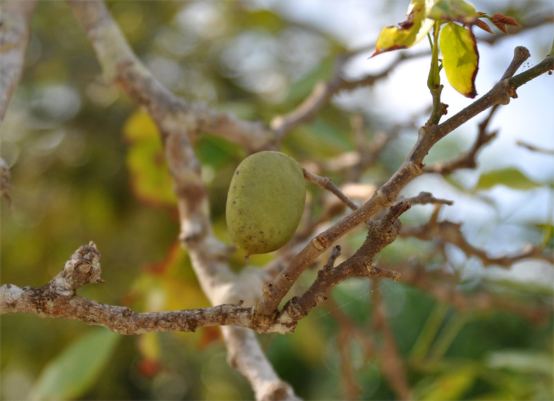 Изображение особи Pongamia pinnata.