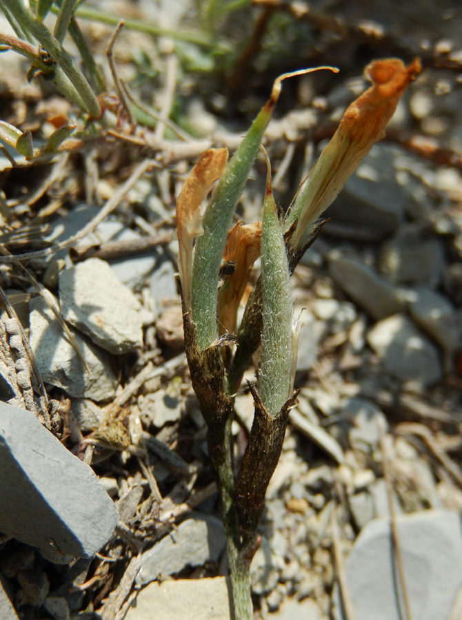 Image of Astragalus subuliformis specimen.