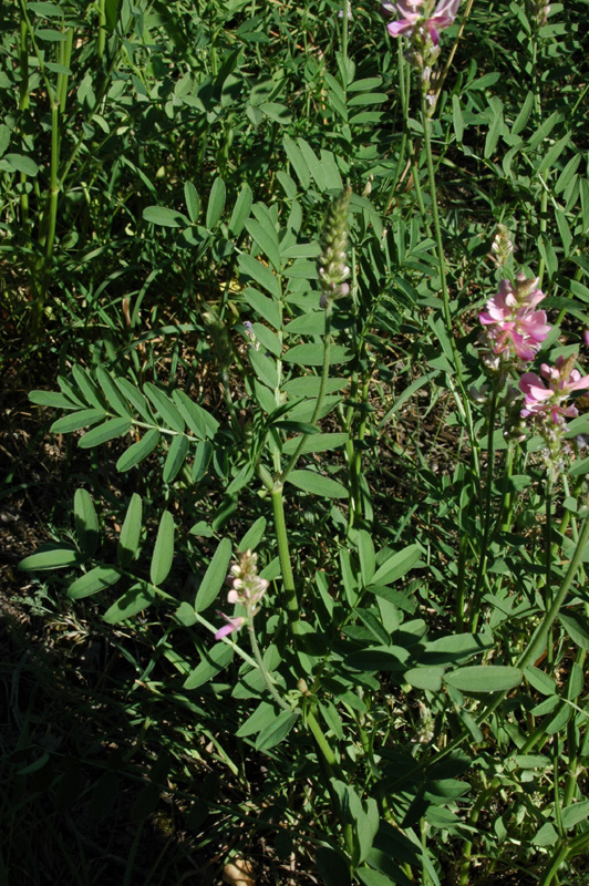 Image of Onobrychis arenaria specimen.